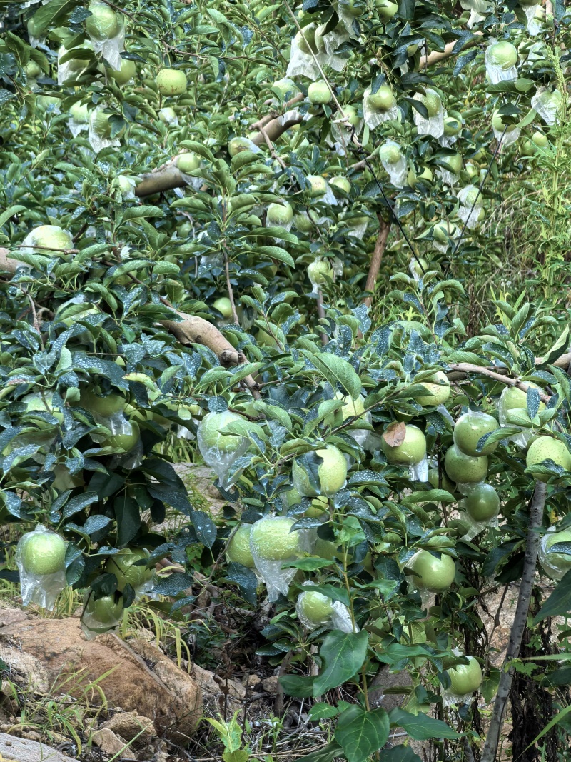 金帅苹果大量上市，保质保量物美价廉