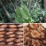红藤中药材正品红藤片小血藤小血通血通大血藤货真价实