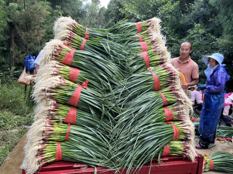 精品红根蒜苗大量上市中专业代办代发