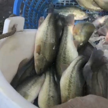 鲈鱼