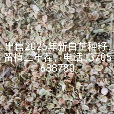 2025年新白芷种子