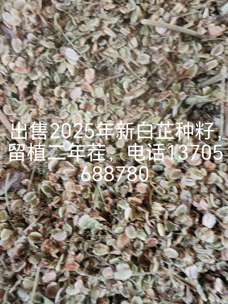 2025年新白芷种子