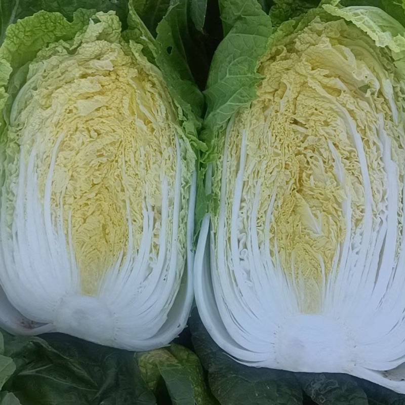 宁夏沙地黄心大白菜，瑕疵菜便宜处理，，