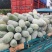 【水果冬瓜】万亩基地，货量充足，质量上乘，货发全国！