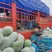 【水果冬瓜】万亩基地，货量充足，质量上乘，货发全国！