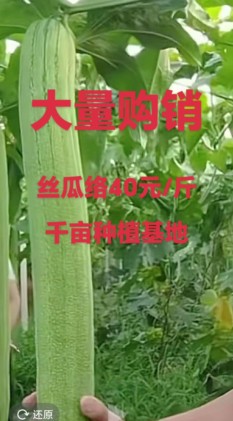 天然白软丝瓜络。种植基地千亩新货20吨，量大带开免税发票