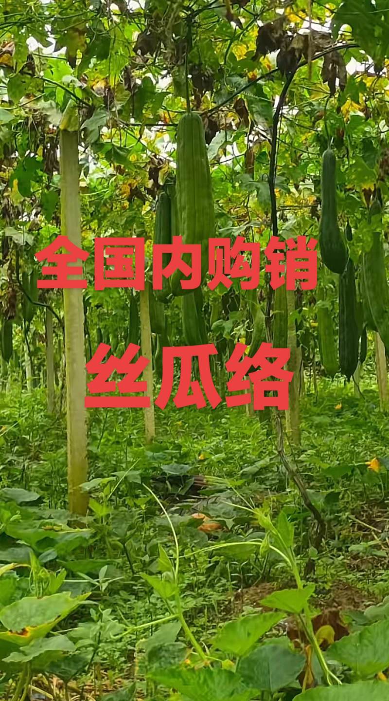天然白软丝瓜络。种植基地千亩新货20吨，量大带开免税发票