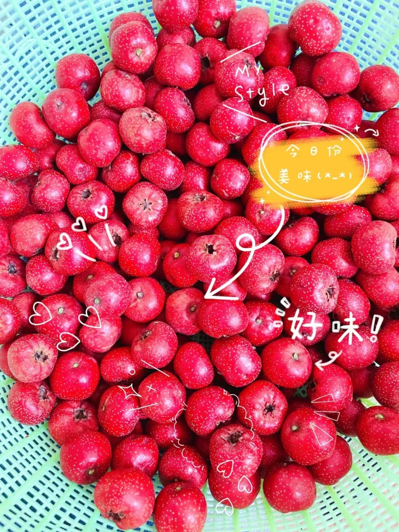 甜红子山楂批发零售