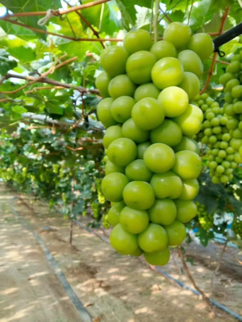 辽宁阳光玫瑰大量上市，克粒大，甜度高，还便宜