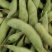 浙江高山精品大青豆大量上市了