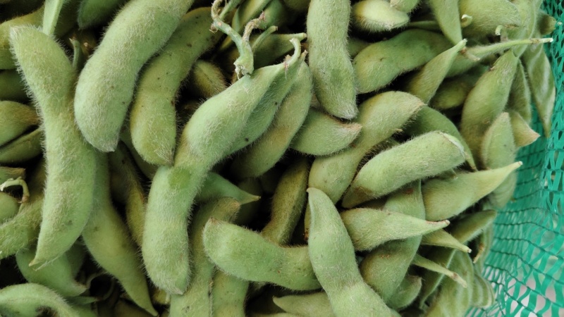 浙江高山精品大青豆大量上市了