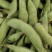 浙江高山精品大青豆大量上市了