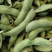 浙江高山精品大青豆大量上市了