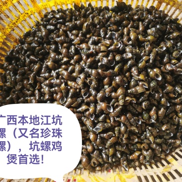 野生螺，现货
