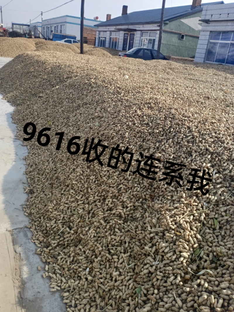 四粒红，白沙9616花生产地量大