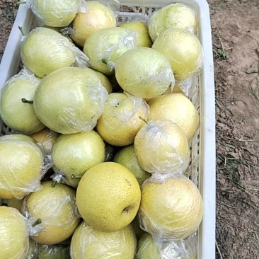 阳信皇冠梨