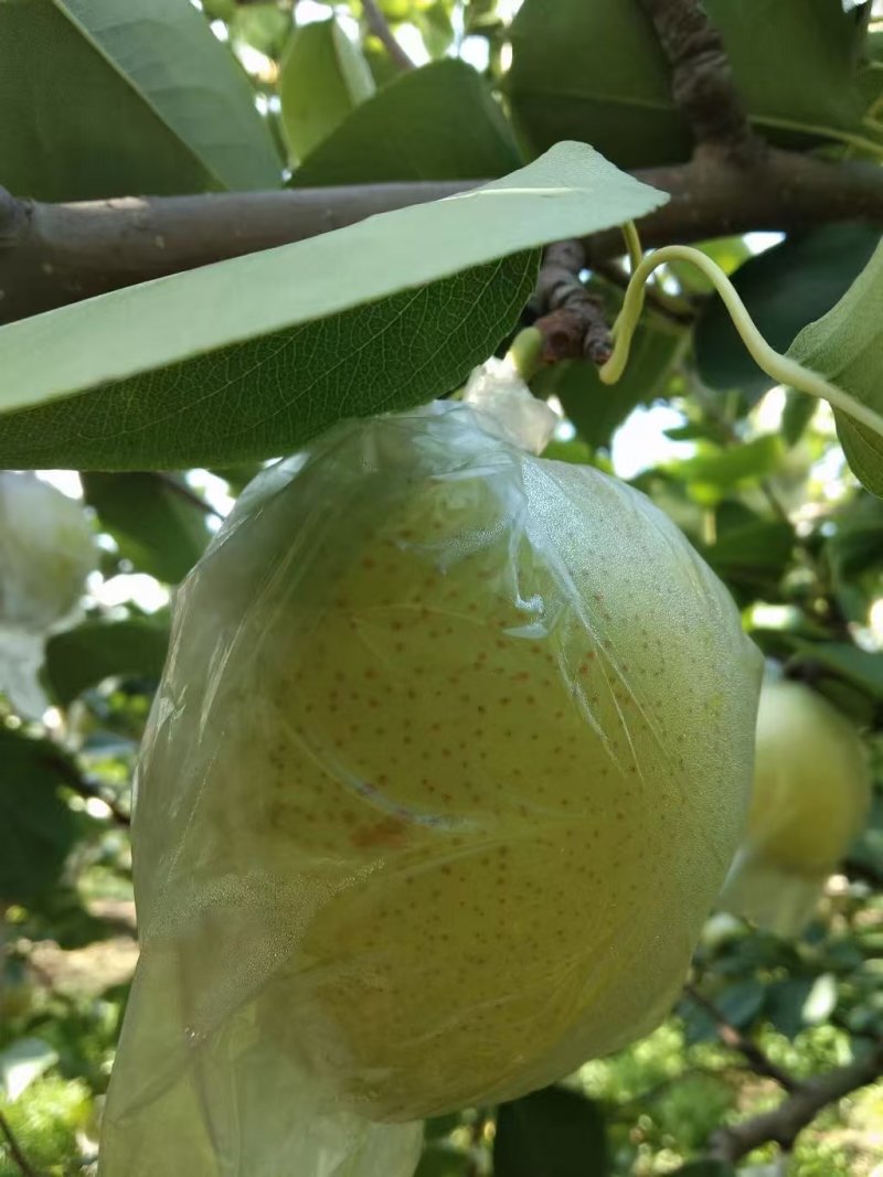 阳信皇冠梨