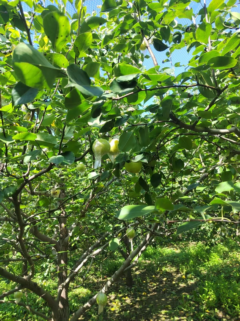 阳信皇冠梨