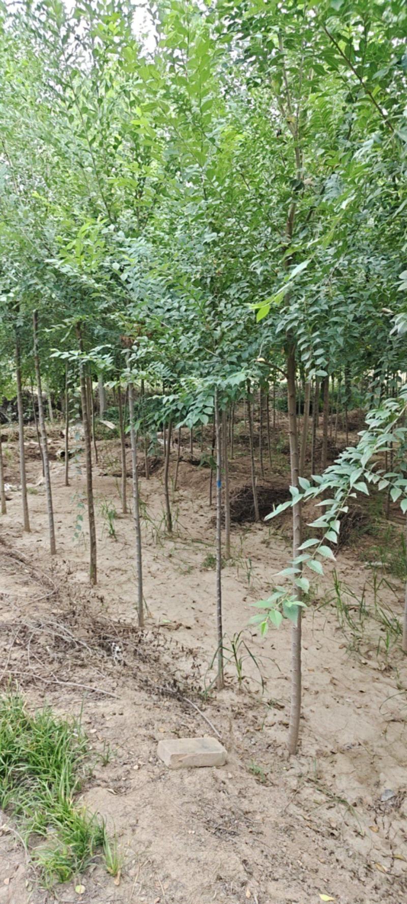 陕西榆树1.2~4厘米精品定值榆树苗