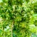云南八角产地直销无硫水烫，桂皮，草果自产自销可供电商