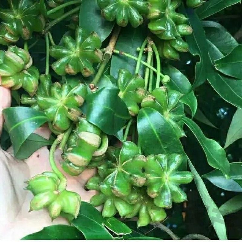 云南八角产地直销无硫水烫，桂皮，草果自产自销可供电商