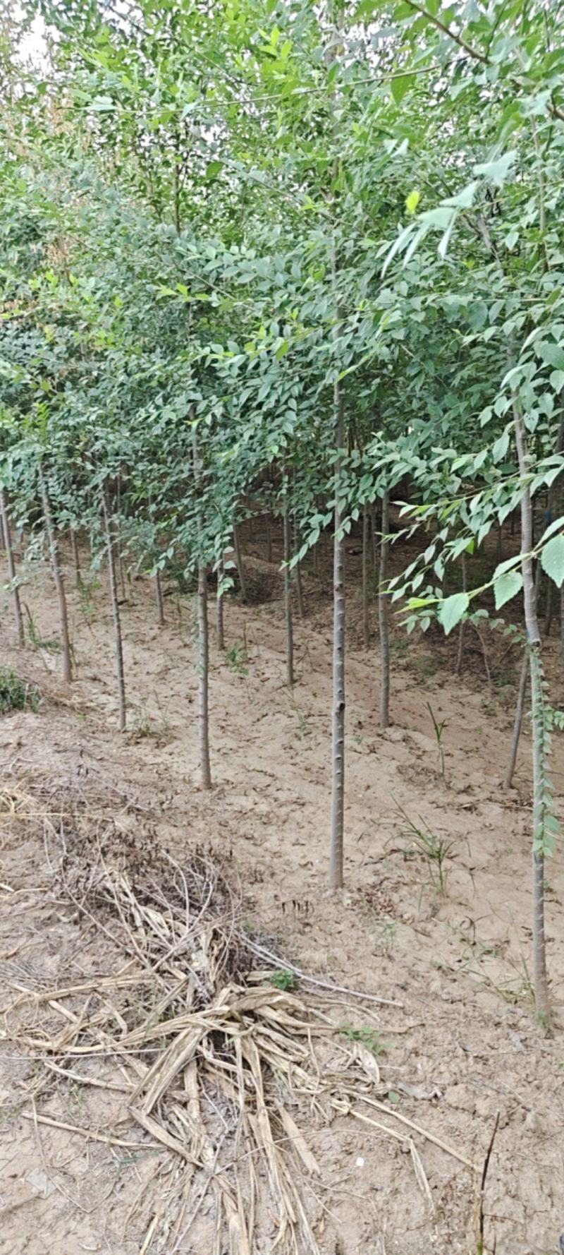 陕西榆树1.2~4厘米精品定值榆树苗