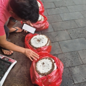 每天蜂蛹几万斤现货活体各种可谈价当天货可以送货上门千斤批