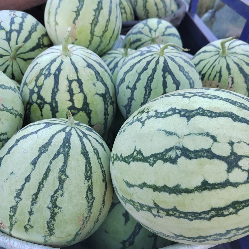 大棚脆皮西瓜，3斤以上精品小瓜