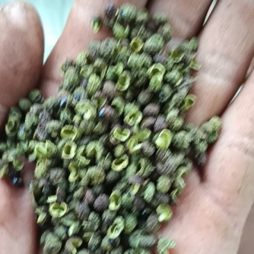 云南青花椒