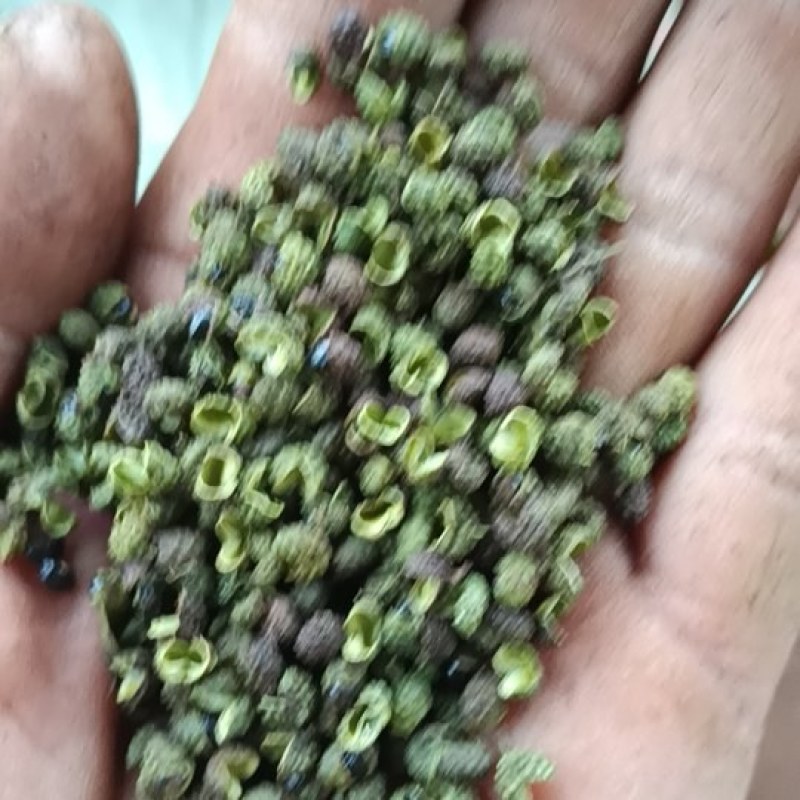 云南青花椒