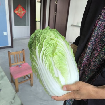 大白菜