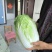 大白菜