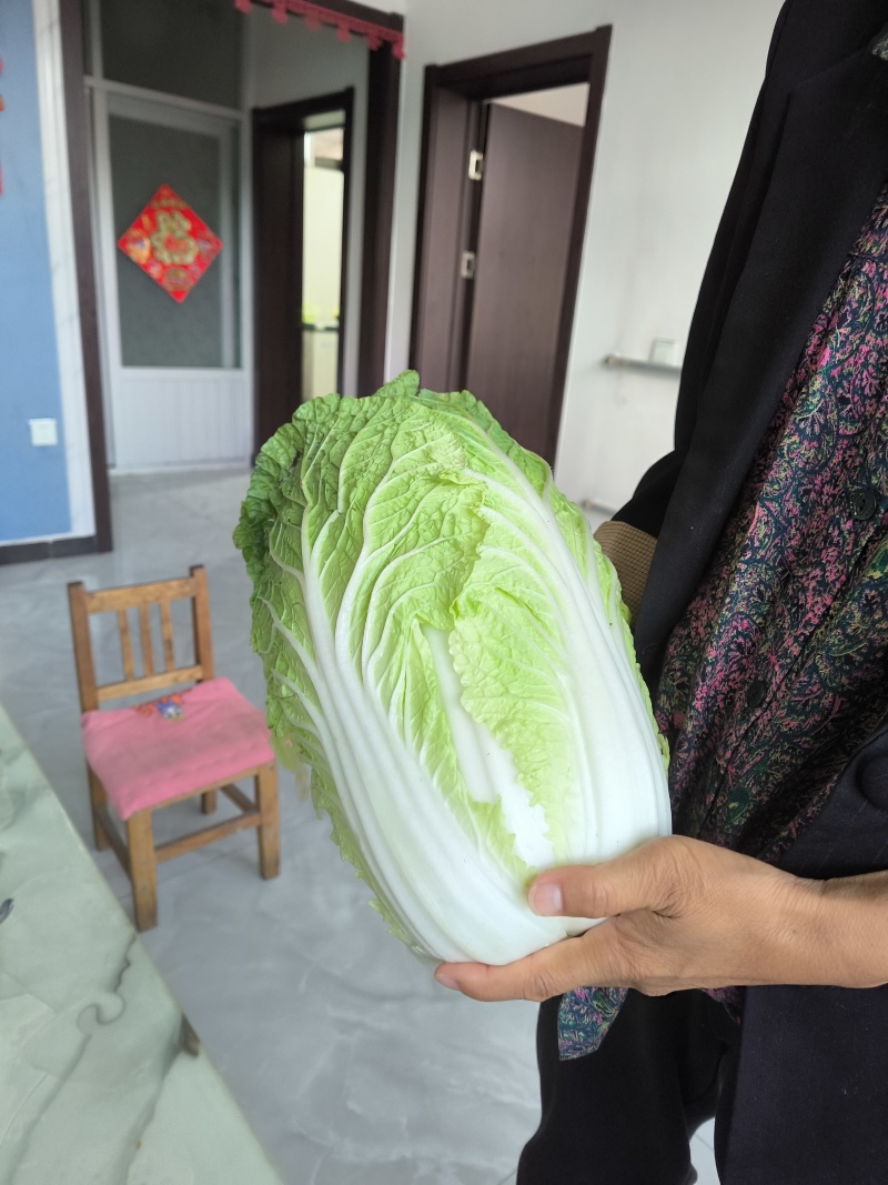 大白菜