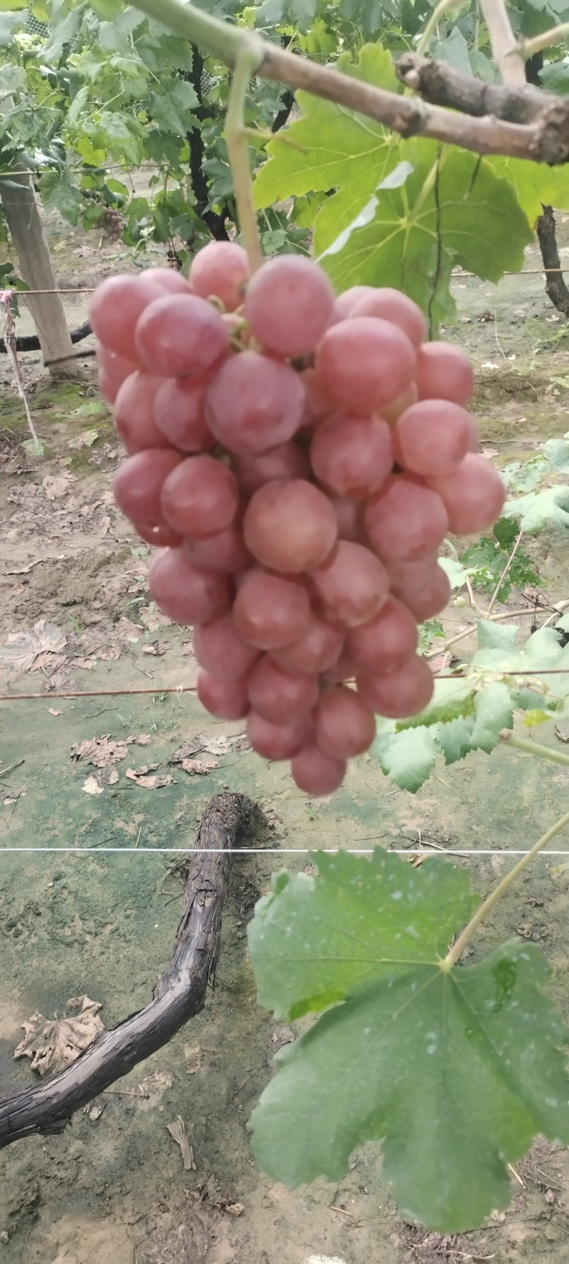 红提