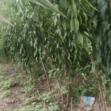 蜂糖李成品苗