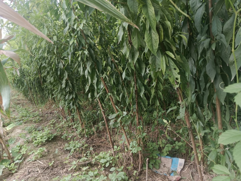蜂糖李成品苗