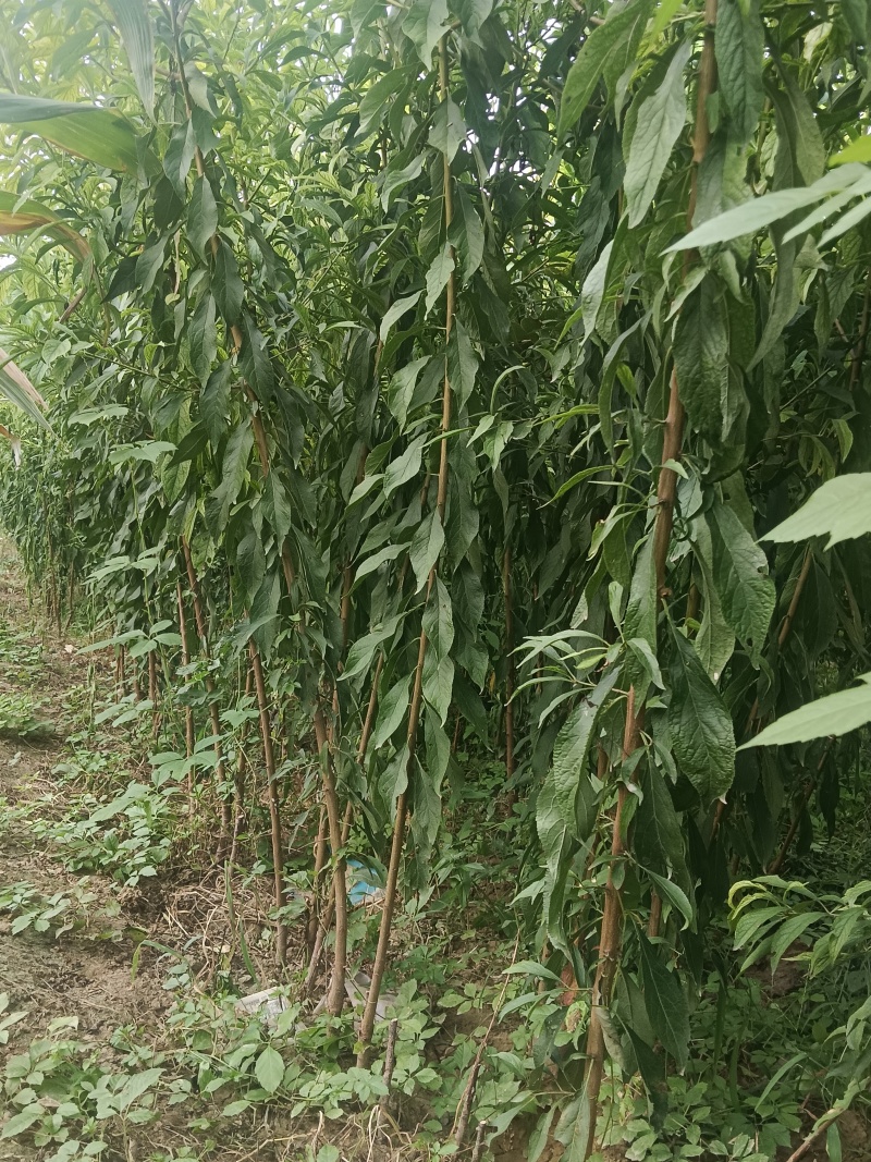蜂糖李成品苗