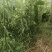 蜂糖李成品苗