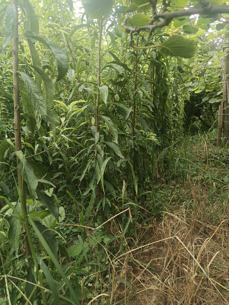 蜂糖李成品苗