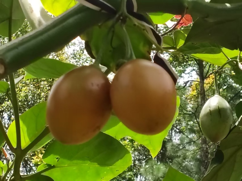亿禾种植园精品树番茄
