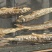 黑龙江精品棍子鱼出水人工去内脏干净无沙产地一手货源量大支