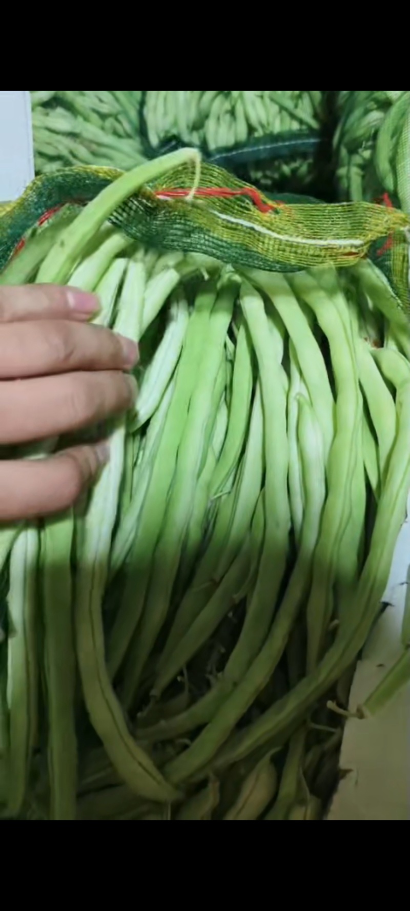 草原白豆，大地货棚货持续供应通货精品货