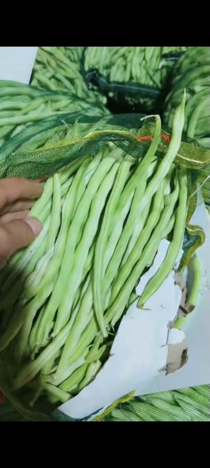 草原白豆，大地货棚货持续供应通货精品货