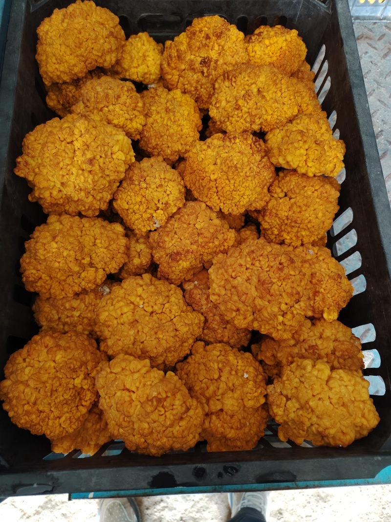 金耳菌