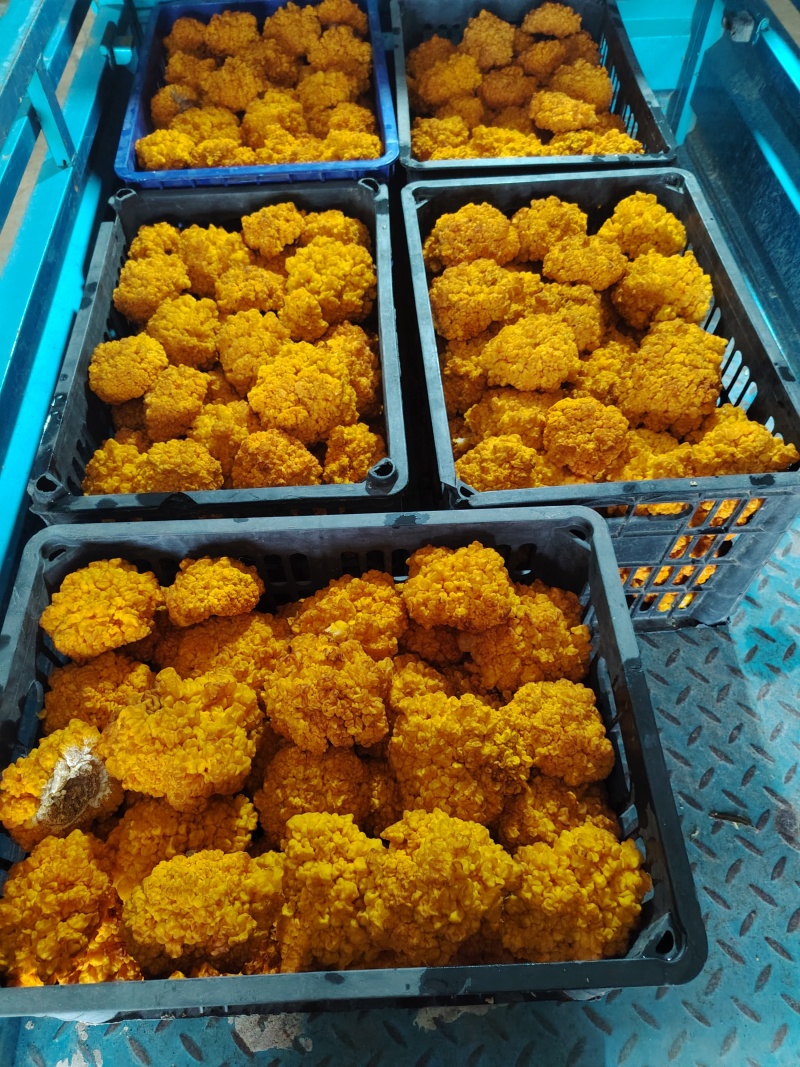 金耳菌