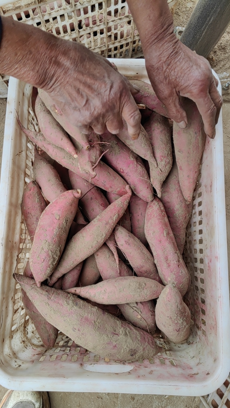 西瓜红，烟薯，紫薯