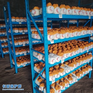 金耳菌