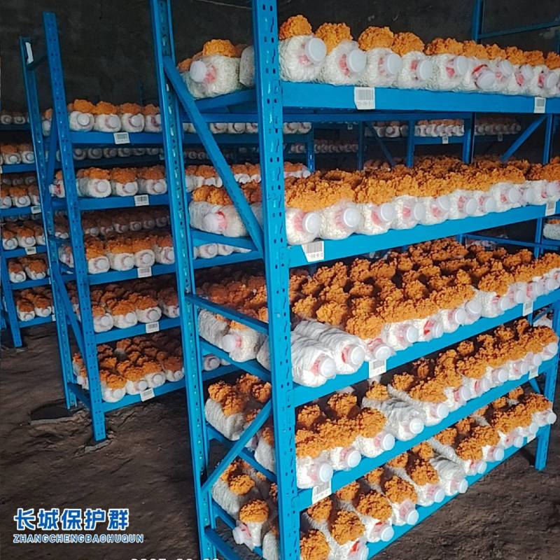 金耳菌