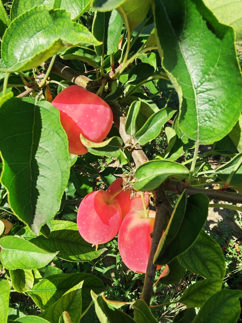 鸡心果，内蒙古产地直发，皮毛干净，市场货电商货