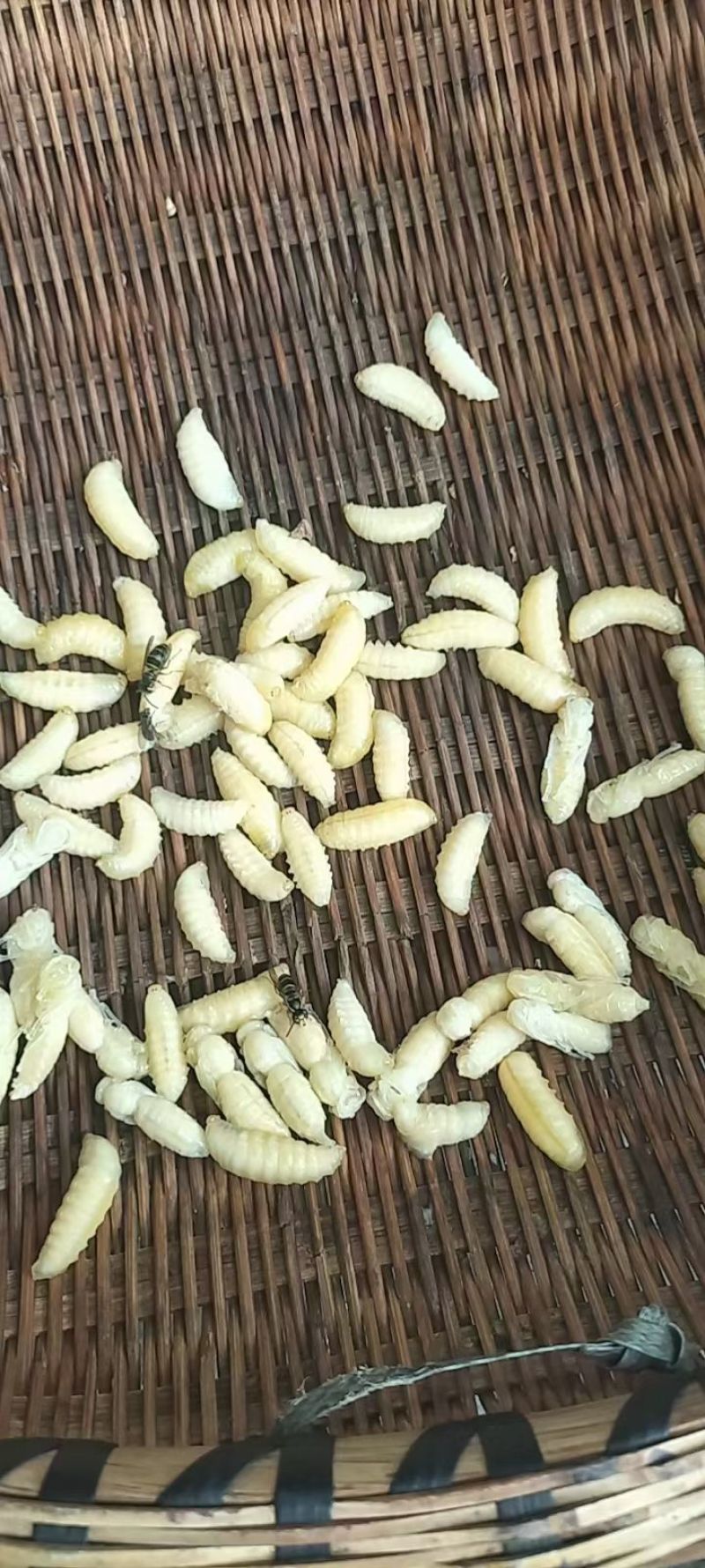 每天万斤养殖野生蜂蛹早期晚期批发千斤起批专业马蜂养殖华仔